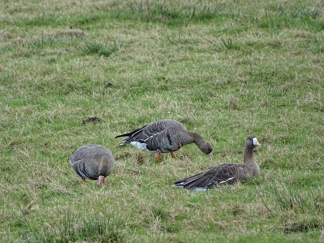 切尔西以 切尔西以